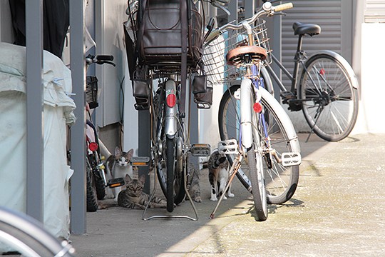 街のねこたち