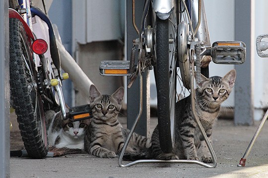 街のねこたち