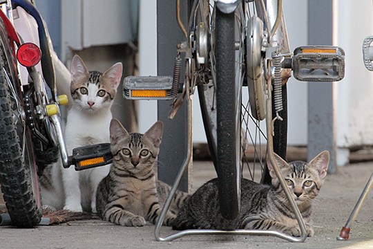 街のねこたち