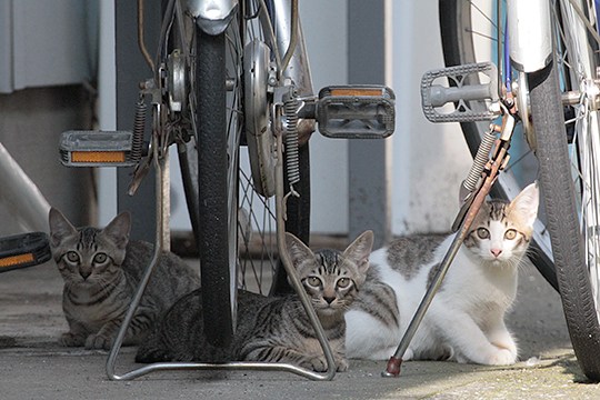 街のねこたち