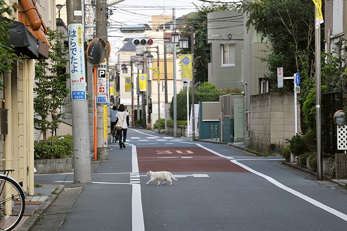 街のねこたち