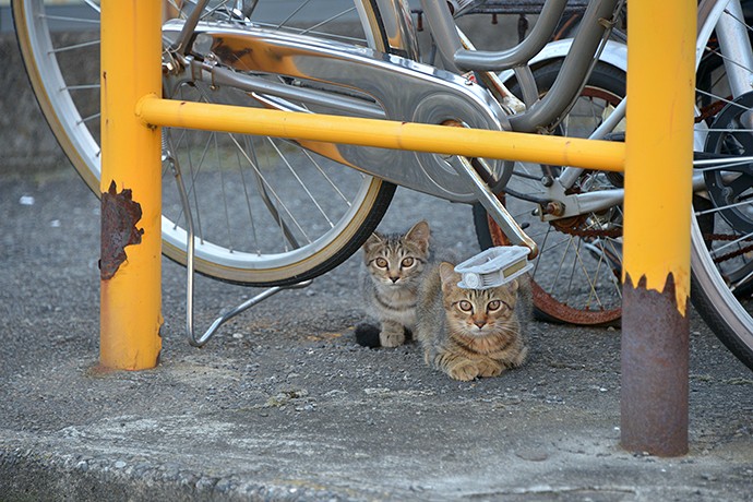 街のねこたち
