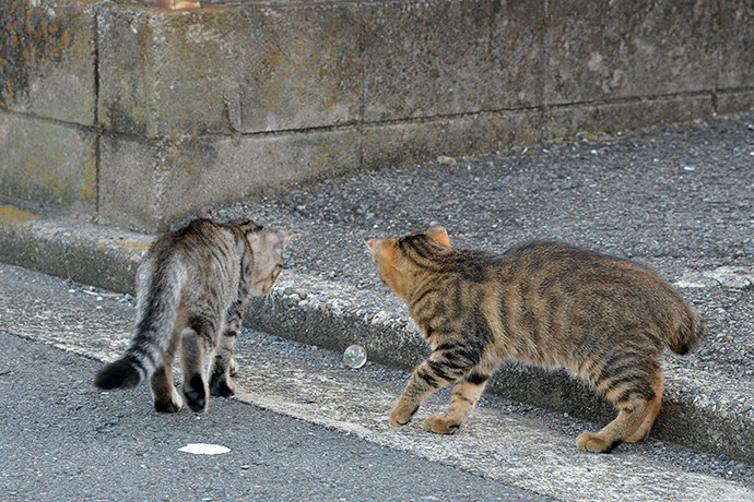 街のねこたち
