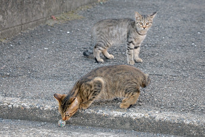 街のねこたち