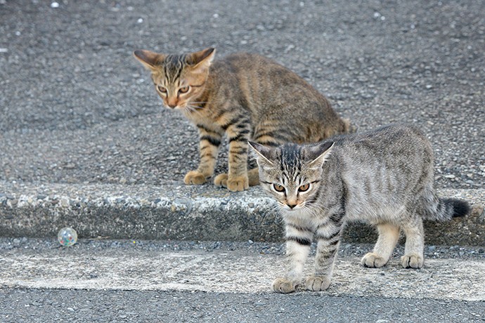 街のねこたち