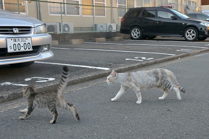 街のねこたち