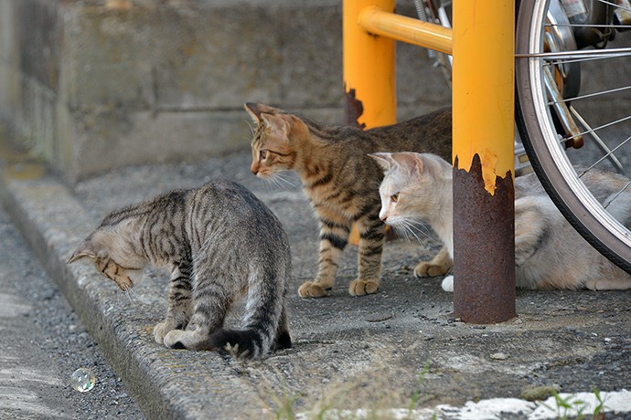 街のねこたち