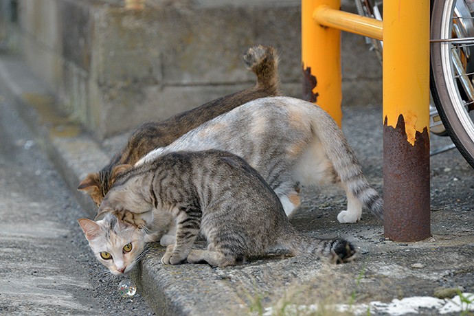 街のねこたち