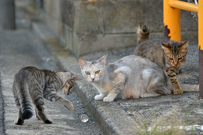 街のねこたち