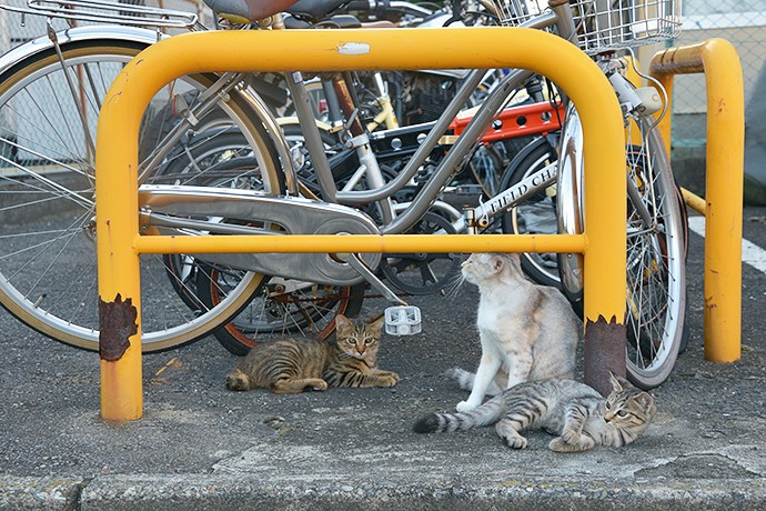 街のねこたち