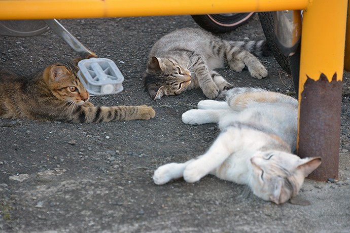 街のねこたち
