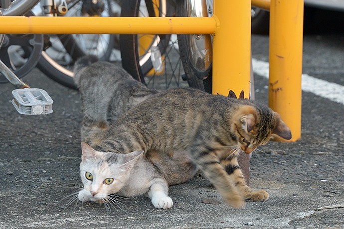 街のねこたち