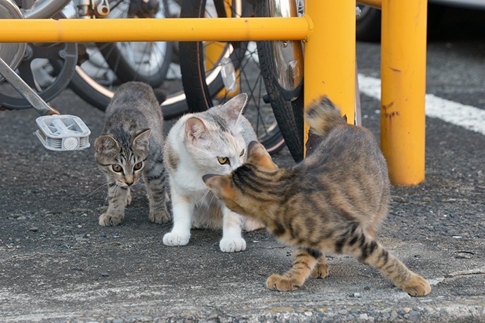 街のねこたち