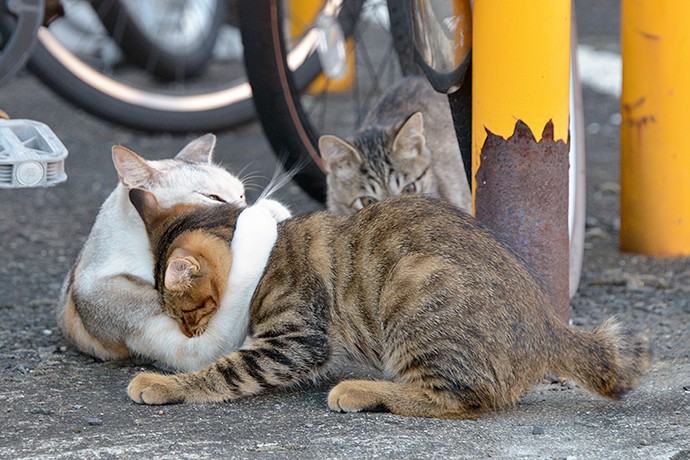 街のねこたち