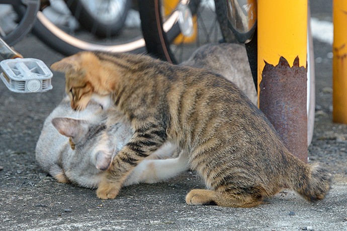 街のねこたち