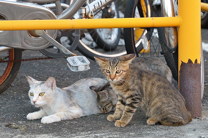 街のねこたち