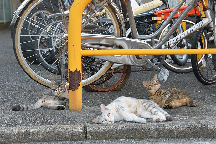 街のねこたち