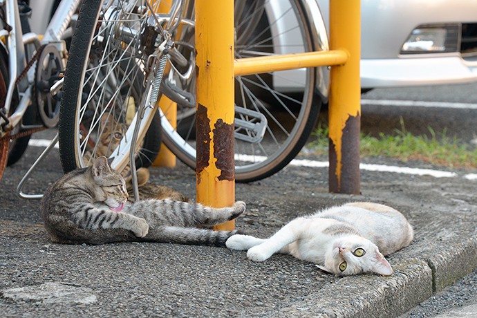 街のねこたち