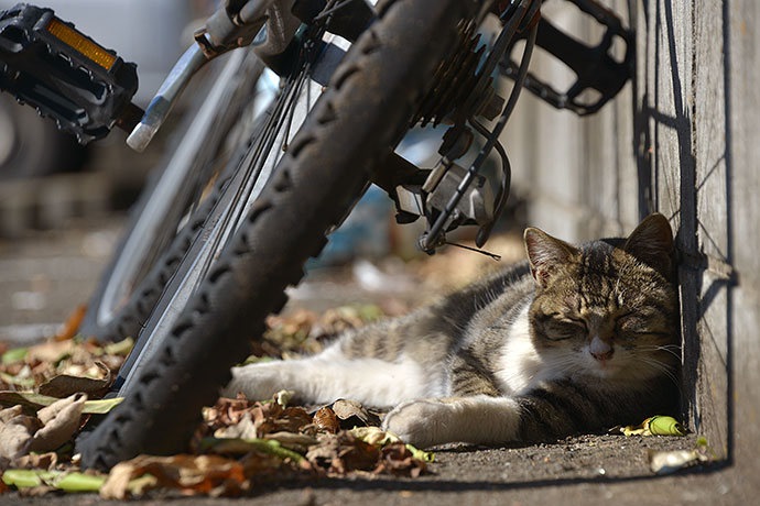 街のねこたち