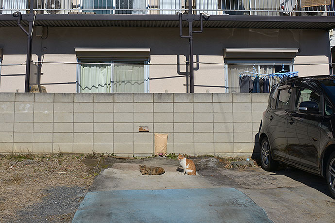 街のねこたち