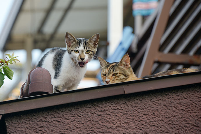 街のねこたち