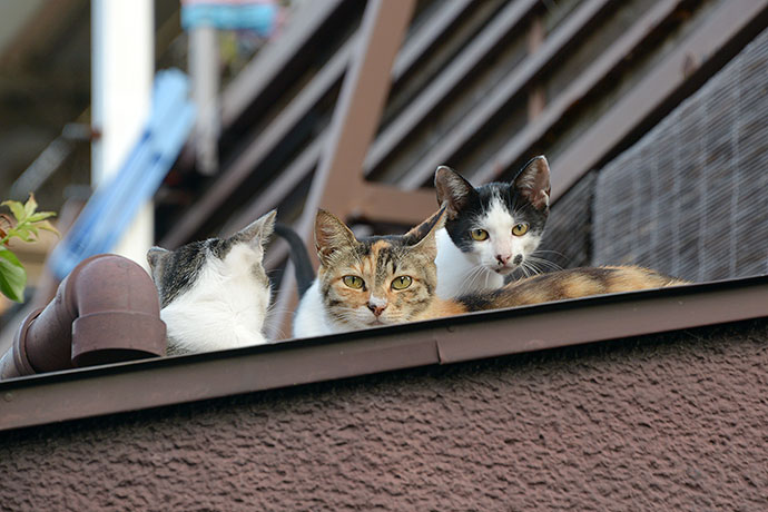 街のねこたち