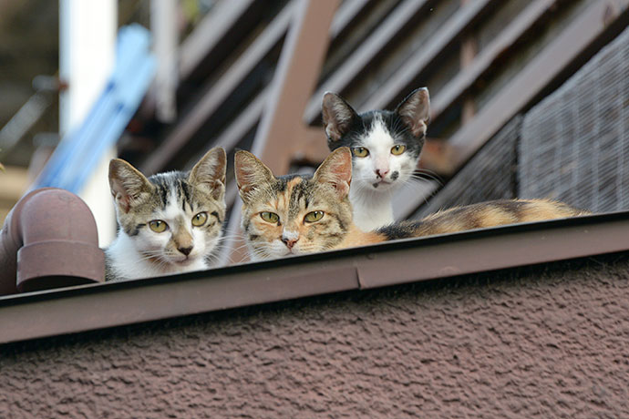街のねこたち