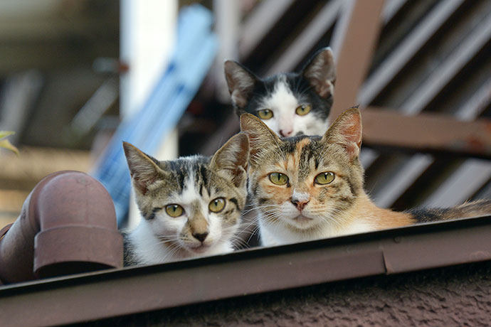 街のねこたち