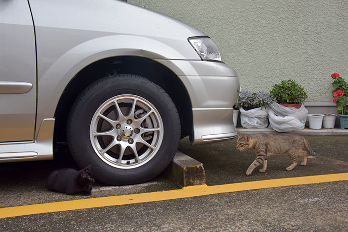 街のねこたち