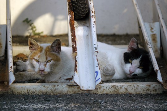 街のねこたち