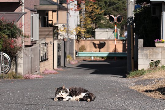 街のねこたち