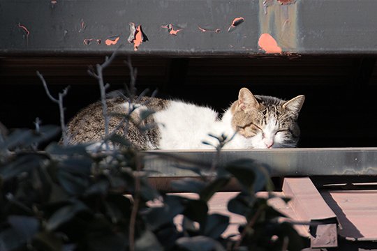 街のねこたち