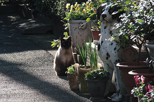 街のねこたち