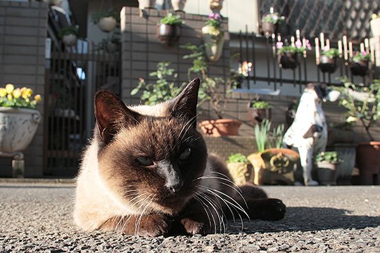 街のねこたち
