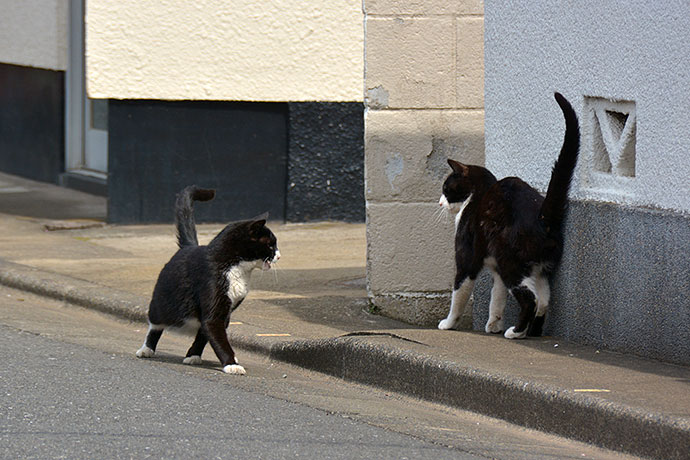 街のねこたち