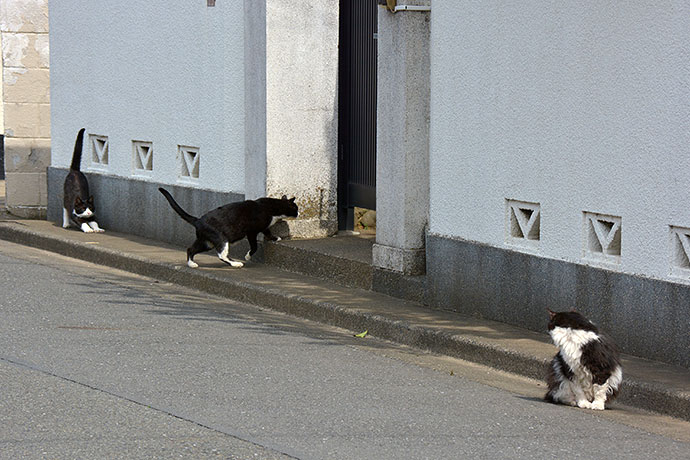 街のねこたち