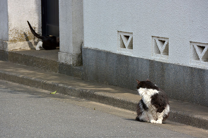 街のねこたち