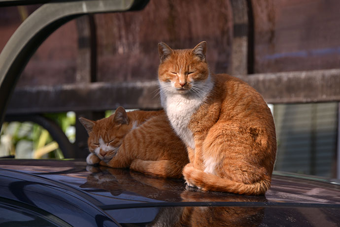 街のねこたち