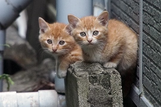 街のねこたち