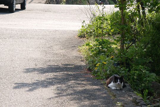 奥街のねこたち