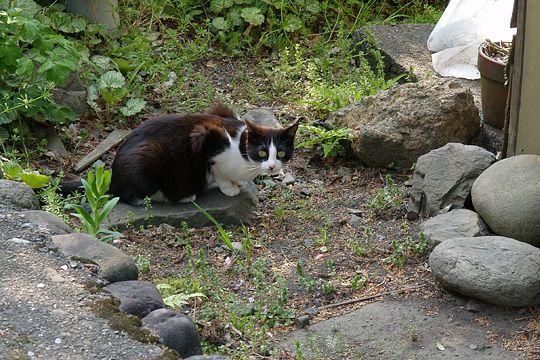 奥街のねこたち