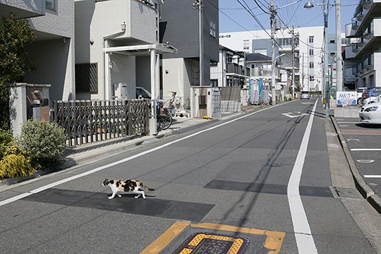 街のねこたち