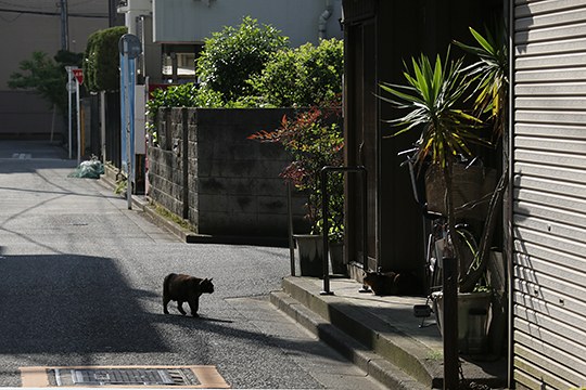 街のねこたち
