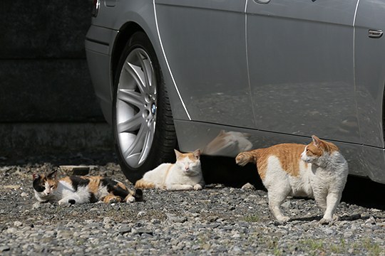 街のねこたち