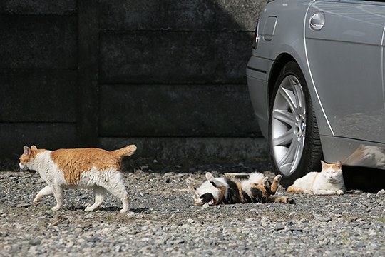 街のねこたち