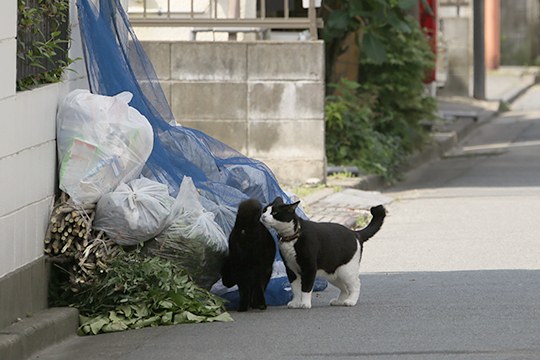 街のねこたち