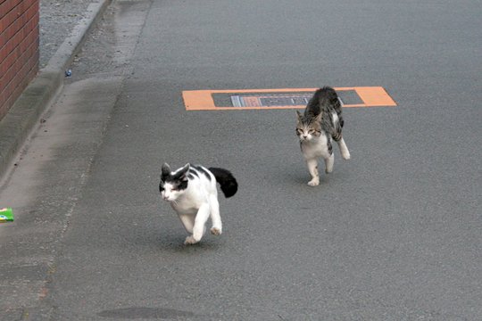 街のねこたち