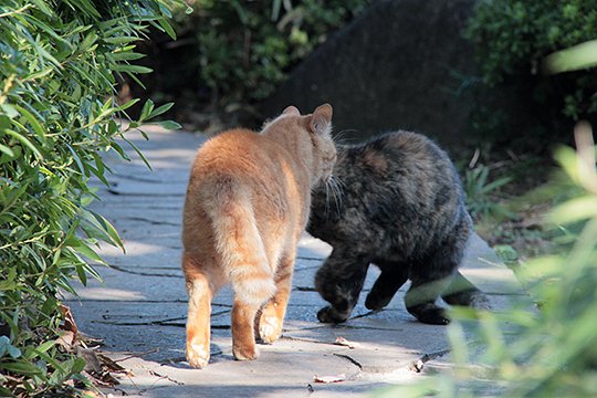 街のねこたち