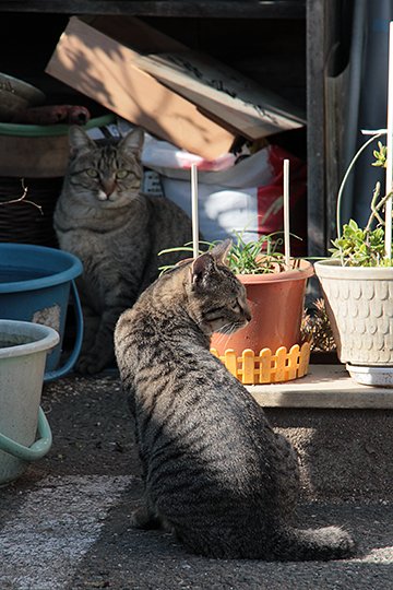 街のねこたち