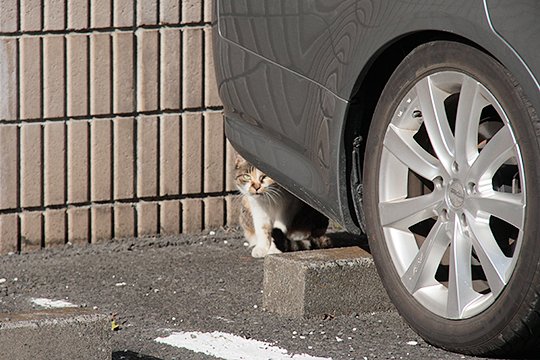 街のねこたち